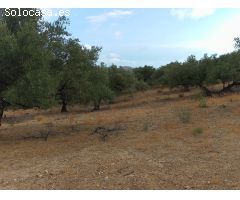 PARCELA DE OLIVOS CERCA DE ALCAUCIN