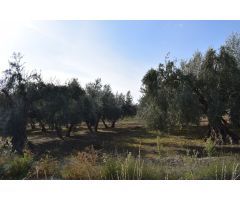 Terreno rural en Venta en Otura, Granada