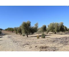 Terreno rural en Venta en Otura, Granada