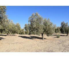Terreno rural en Venta en Otura, Granada