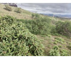 Terreno rural en Venta en Villaluenga del Rosario, Santa Cruz de Tenerife