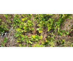 Terreno rural en Venta en San Cristobal de La Laguna, Santa Cruz de Tenerife