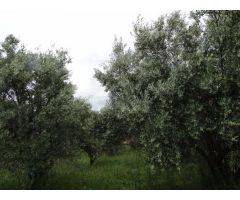 Chalet en Venta en Moratalla, Murcia