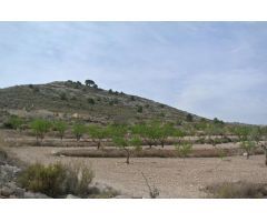 Parcela en Venta en Jumilla, Murcia
