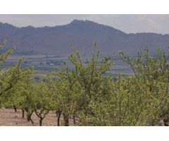 Parcela en Venta en Yecla, Murcia