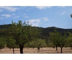 Parcela en Venta en Yecla, Murcia