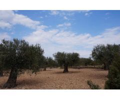 Parcela en Venta en Yecla, Murcia