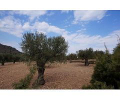 Parcela en Venta en Yecla, Murcia