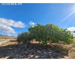 Parcela en Venta en Yecla, Murcia