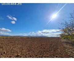 Parcela en Venta en Yecla, Murcia