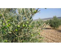 Parcela en Venta en Yecla, Murcia