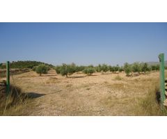 Parcela en Venta en Yecla, Murcia