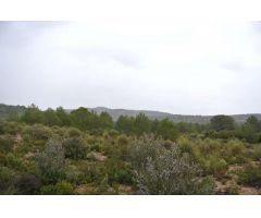 Parcela en Venta en Yecla, Murcia