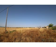 Finca rustica en Venta en Jumilla, Murcia