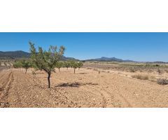 Parcela en Venta en Jumilla, Murcia