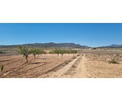 Parcela en Venta en Jumilla, Murcia
