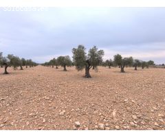 Parcela en Venta en Yecla, Murcia