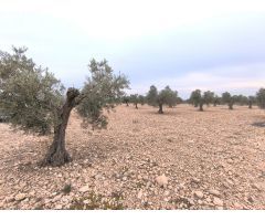 Parcela en Venta en Yecla, Murcia
