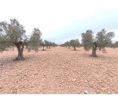 Parcela en Venta en Yecla, Murcia