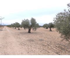 Parcela en Venta en Yecla, Murcia