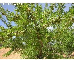Parcela en Venta en Yecla, Murcia