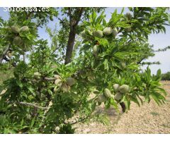 Parcela en Venta en Yecla, Murcia