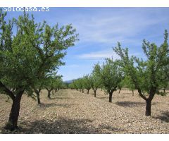 Parcela en Venta en Yecla, Murcia