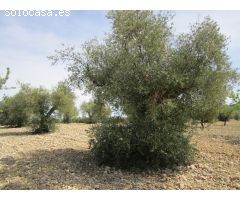 Parcela en Venta en Yecla, Murcia