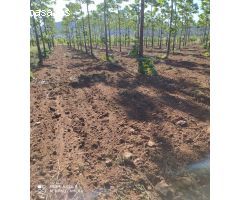 FINCA DE 15,8 HA. DE ALMENDROS Y PAULONIAS CON NAVE  EN YECLA