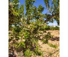 FINCA DE 15,8 HA. DE ALMENDROS Y PAULONIAS CON NAVE  EN YECLA