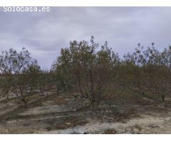 Terreno de Regadío - Lébor, Totana