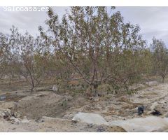 Terreno de Regadío - Lébor, Totana