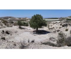 Terreno con Olivos - La Espada, Molina de Segura