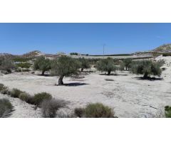 Terreno con Olivos - La Espada, Molina de Segura