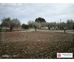 BONITA FINCA RUSTICA CON CASETA EN BENICARLÓ