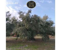ZONAS AFUERAS DE JAEN