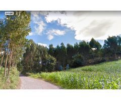 Alta rentabilidad - Monte de eucaliptos a la venta en Gijón