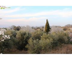 ALMACÉN (DE UNOS 96 M2) CON FINCA DE REGADIO (DE UNOS 11.000 M2).