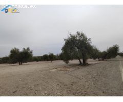 ESTUPENDA PARCELA EN EL TERMINO DE ARAHAL