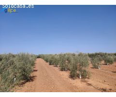 ESTUPENDA PARCELA EN LA SALIDA DE LA VENTA EL RITMO CARRETERA DE MORÓN DE LA FRONTERA