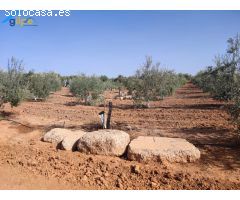 ESTUPENDA PARCELA EN LA SALIDA DE LA VENTA EL RITMO CARRETERA DE MORÓN DE LA FRONTERA