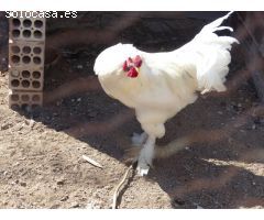Finca rustica en Venta en Montroig, Tarragona