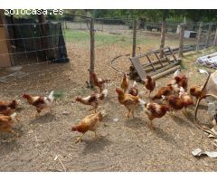 Finca rustica en Venta en Santa Coloma de Farners, Girona