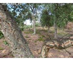 Parcela en Venta en Tordera, Barcelona