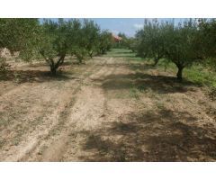 Terreno en Camí Les Boles - Ontinyent