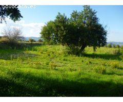 Terreno en Camí Vell de Alfafara