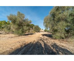 FINCA RUSTICA CON VIVIENDA PARA REHABILITAR EN PILAR DE LA HORADADA