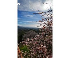 Finca rustica en Venta en Torrox Costa, Málaga