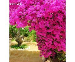 Chalet en Venta en Rada de Moraira, Alicante