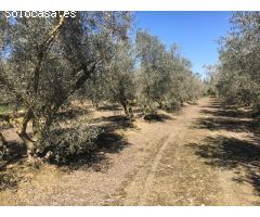 Parcela con nave en el termino de Crevillente